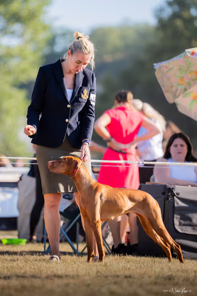 CACIB Mladá Boleslav – Vizsla
