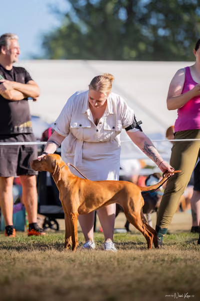 CACIB Mladá Boleslav – Vizsla
