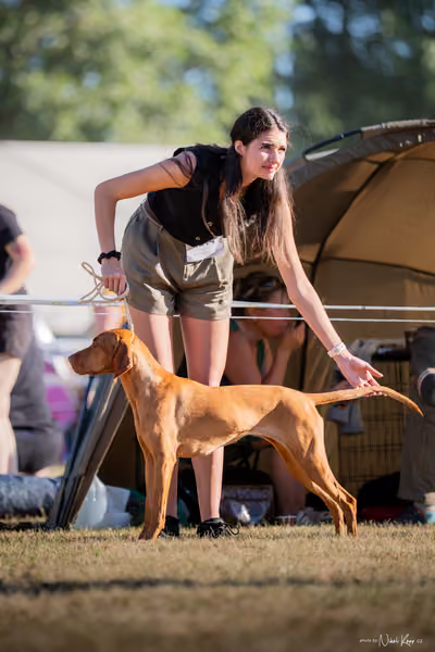 CACIB Mladá Boleslav – Vizsla