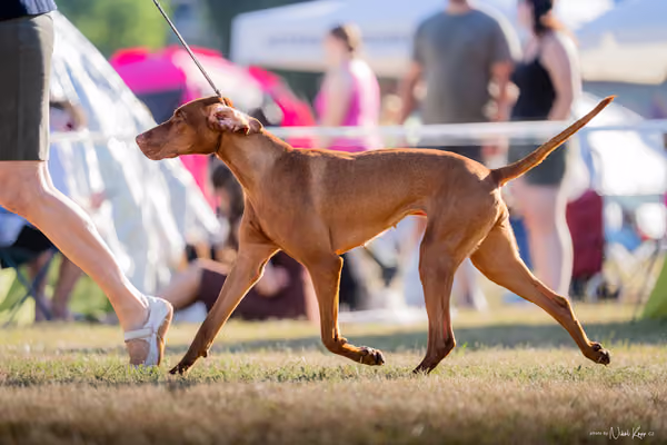 CACIB Mladá Boleslav – Vizsla