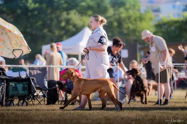 CACIB Mladá Boleslav – Vizsla