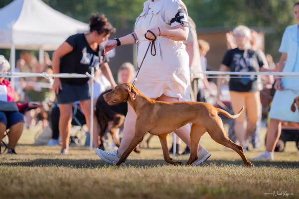CACIB Mladá Boleslav – Vizsla