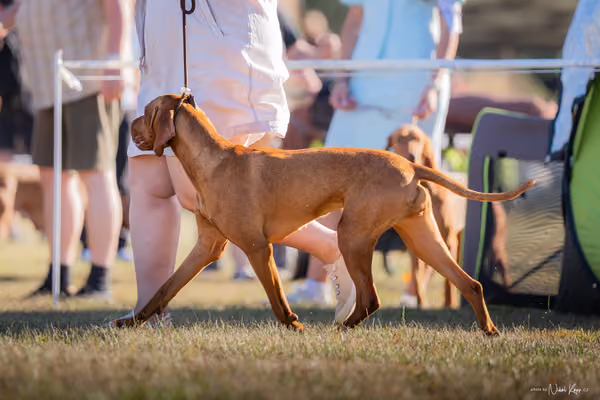 CACIB Mladá Boleslav – Vizsla