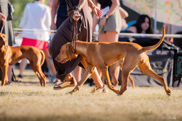 CACIB Mladá Boleslav – Vizsla