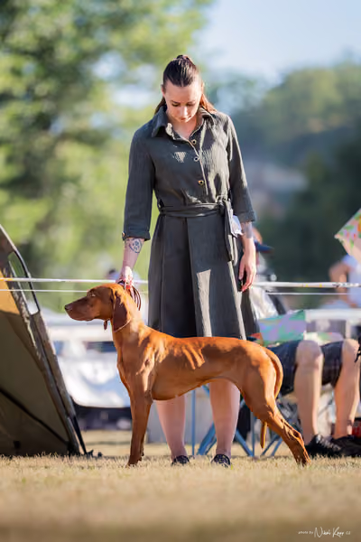 CACIB Mladá Boleslav – Vizsla