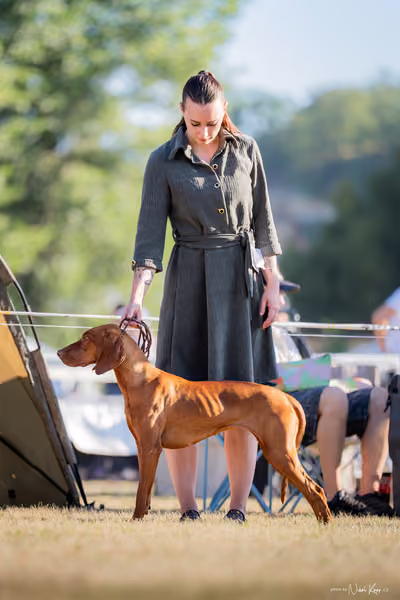 CACIB Mladá Boleslav – Vizsla