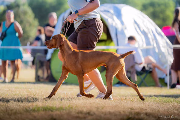 CACIB Mladá Boleslav – Vizsla