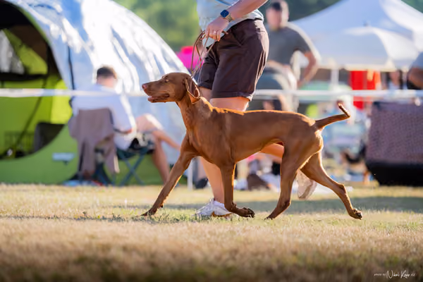 CACIB Mladá Boleslav – Vizsla