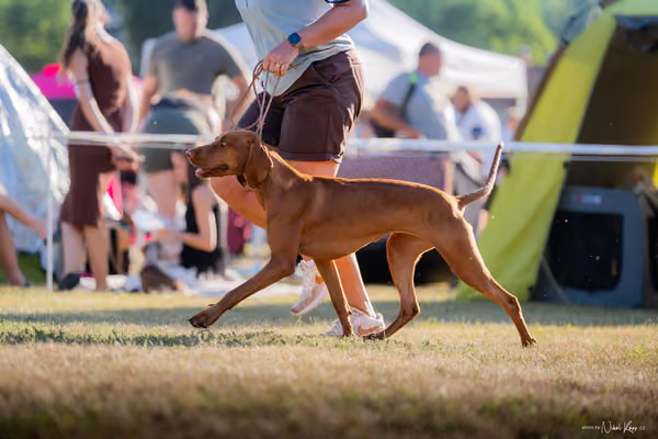 CACIB Mladá Boleslav – Vizsla