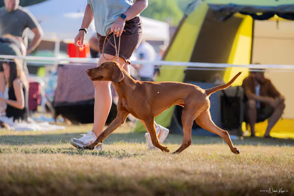 CACIB Mladá Boleslav – Vizsla