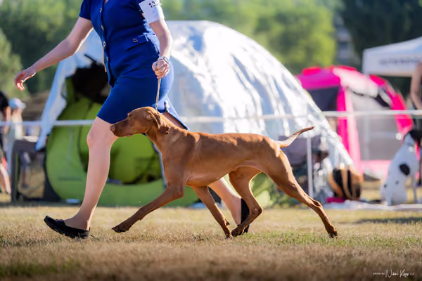 CACIB Mladá Boleslav – Vizsla