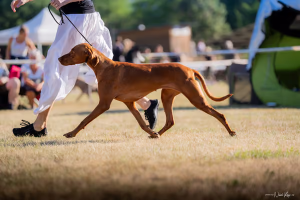 CACIB Mladá Boleslav – Vizsla