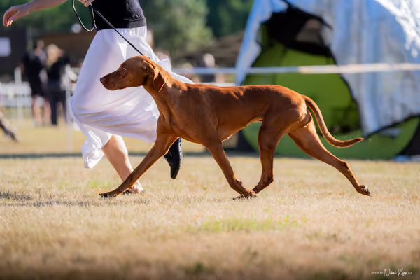 CACIB Mladá Boleslav – Vizsla
