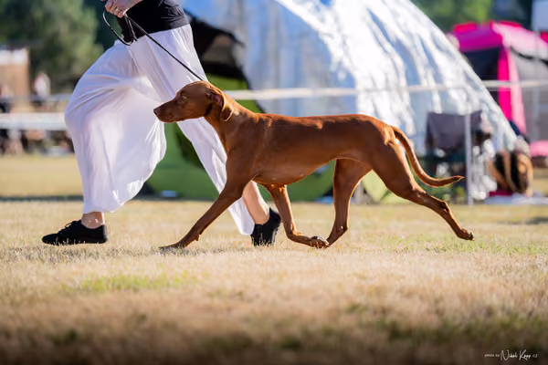 CACIB Mladá Boleslav – Vizsla