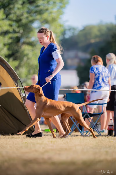 CACIB Mladá Boleslav – Vizsla