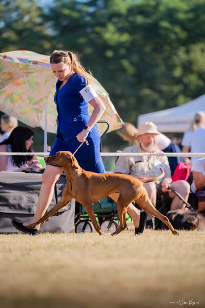 CACIB Mladá Boleslav – Vizsla