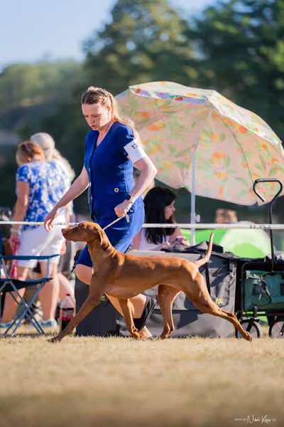 CACIB Mladá Boleslav – Vizsla