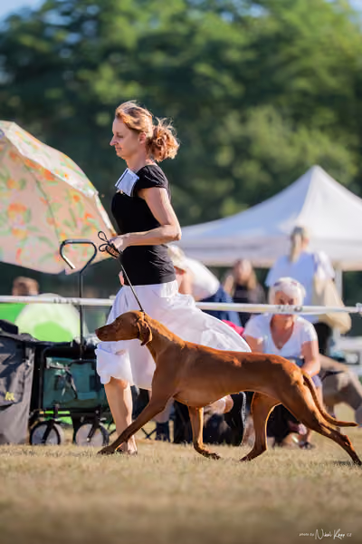 CACIB Mladá Boleslav – Vizsla