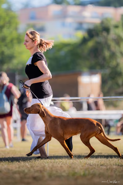 CACIB Mladá Boleslav – Vizsla