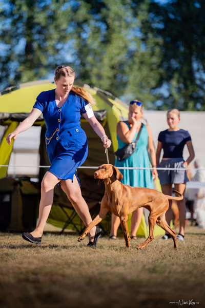CACIB Mladá Boleslav – Vizsla