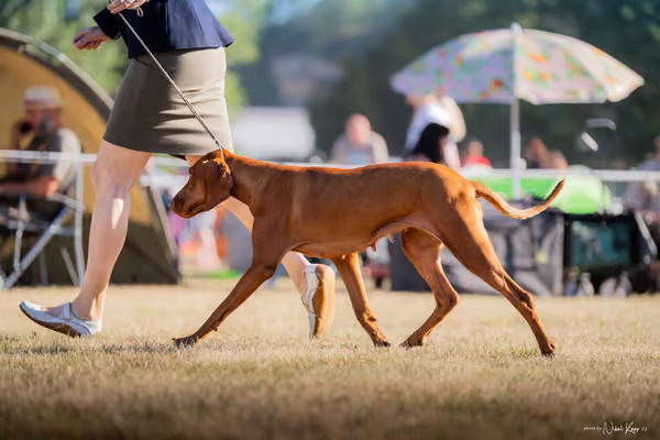 CACIB Mladá Boleslav – Vizsla