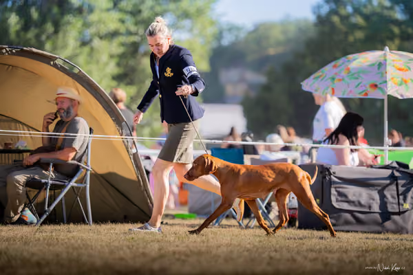 CACIB Mladá Boleslav – Vizsla
