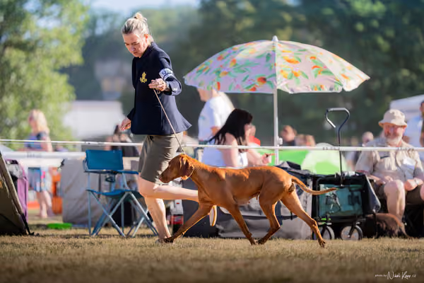 CACIB Mladá Boleslav – Vizsla