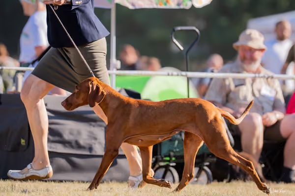 CACIB Mladá Boleslav – Vizsla