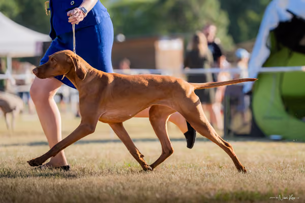 CACIB Mladá Boleslav – Vizsla