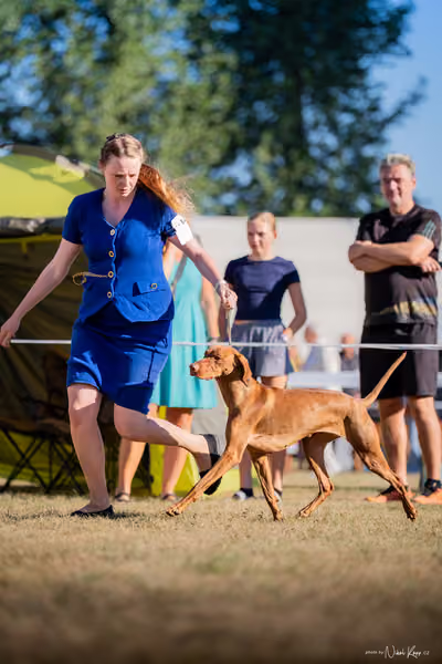 CACIB Mladá Boleslav – Vizsla