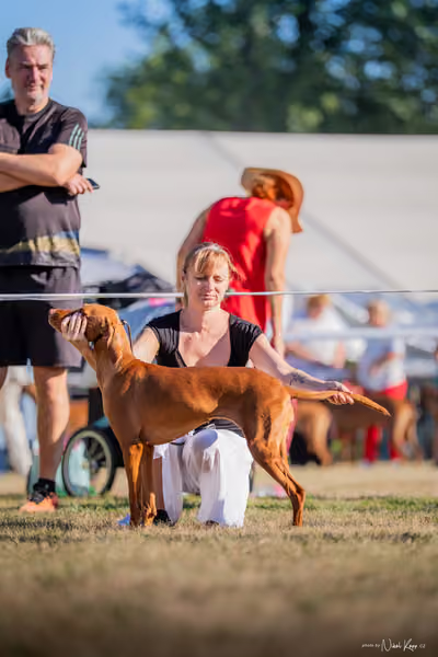 CACIB Mladá Boleslav – Vizsla