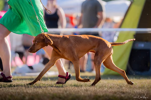 CACIB Mladá Boleslav – Vizsla