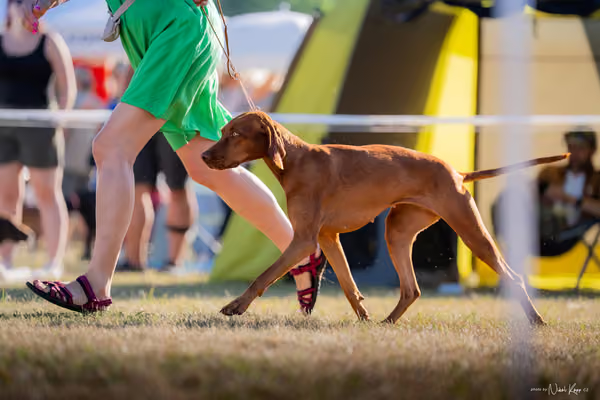 CACIB Mladá Boleslav – Vizsla