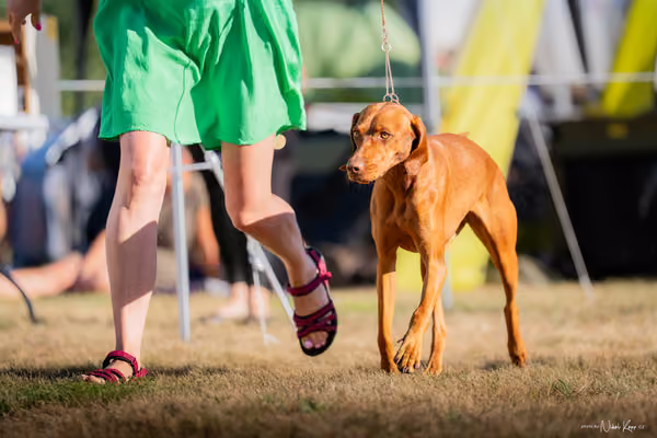 CACIB Mladá Boleslav – Vizsla