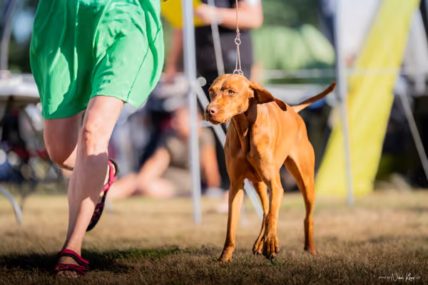 CACIB Mladá Boleslav – Vizsla