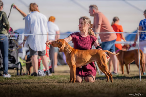 CACIB Mladá Boleslav – Vizsla
