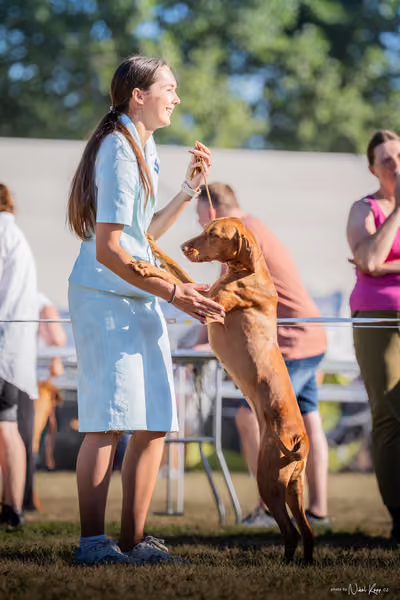 CACIB Mladá Boleslav – Vizsla