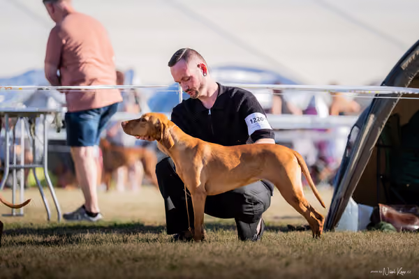 CACIB Mladá Boleslav – Vizsla