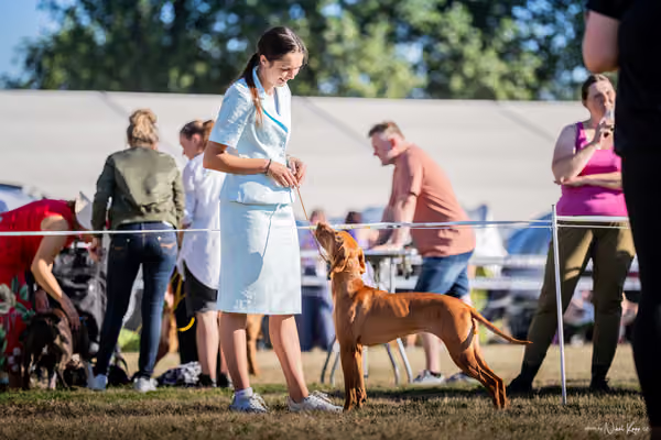 CACIB Mladá Boleslav – Vizsla