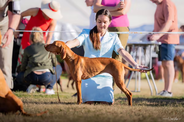 CACIB Mladá Boleslav – Vizsla
