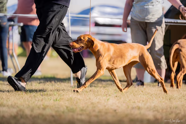CACIB Mladá Boleslav – Vizsla