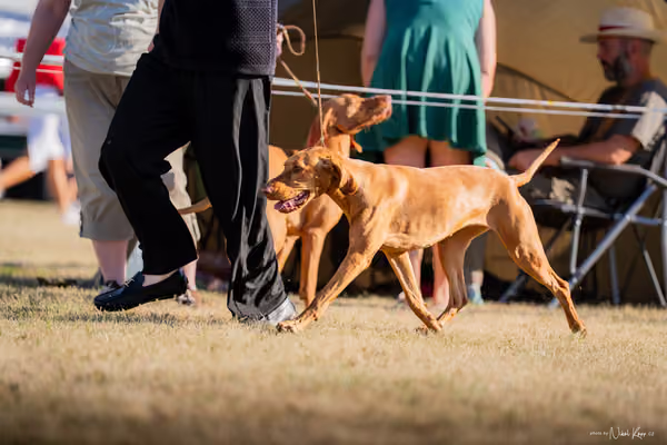 CACIB Mladá Boleslav – Vizsla