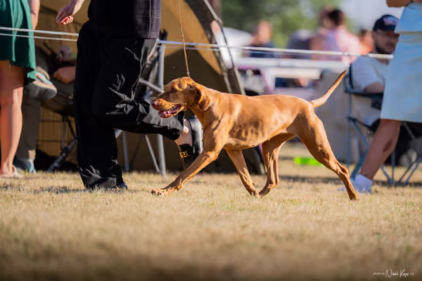 CACIB Mladá Boleslav – Vizsla