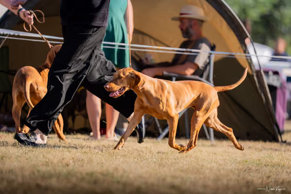 CACIB Mladá Boleslav – Vizsla