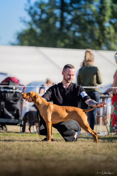CACIB Mladá Boleslav – Vizsla