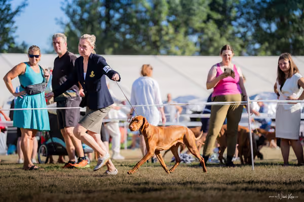 CACIB Mladá Boleslav – Vizsla