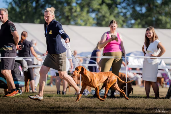 CACIB Mladá Boleslav – Vizsla
