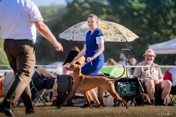 CACIB Mladá Boleslav – Vizsla