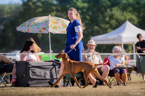 CACIB Mladá Boleslav – Vizsla