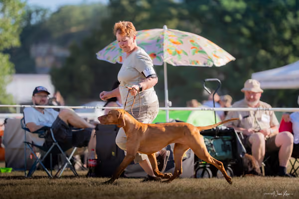 CACIB Mladá Boleslav – Vizsla